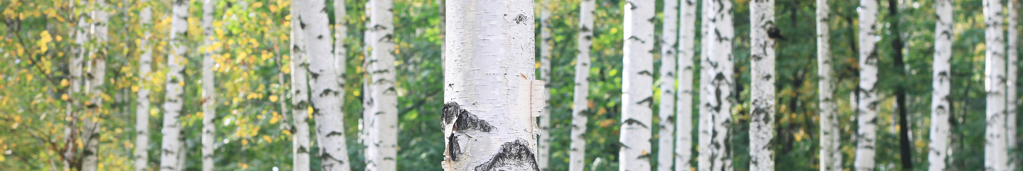 Beautiful birth trees in the forest